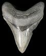 Serrated, Megalodon Tooth - South Carolina #47219-1